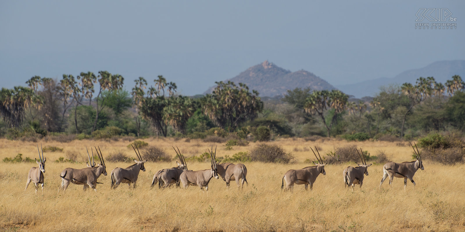 Samburu - Oryx Een grote groep oryx oftewel beisa of Oost-Afrikaanse spiesbok (Oryx beisa). Stefan Cruysberghs
